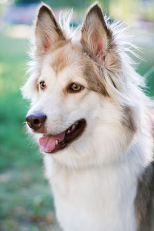 adult dog sitting on the grass in the park