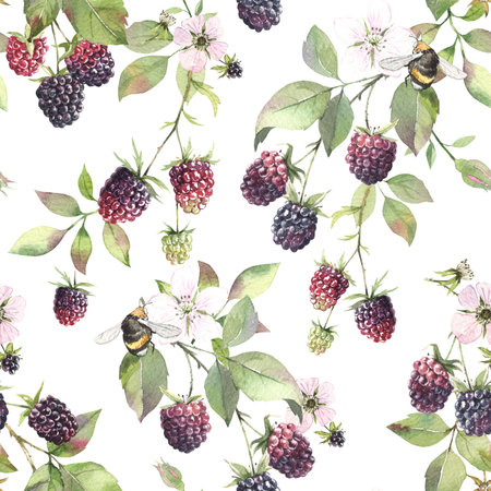 Blackberries watercolor hand drawn botanical illustration. Seamless pattern on whiteの写真素材