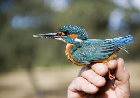 Scientific bird ringing of a kingfisher by an ornithologystの写真素材