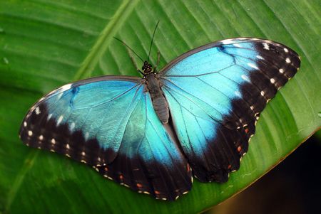 Vibrant blue butterfly -Morpho Peleides-on green leaf