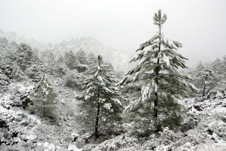 Winter landscape in a pinetree forest. の写真素材