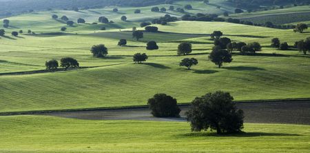 Green mediterranean landscape full of quercusの写真素材