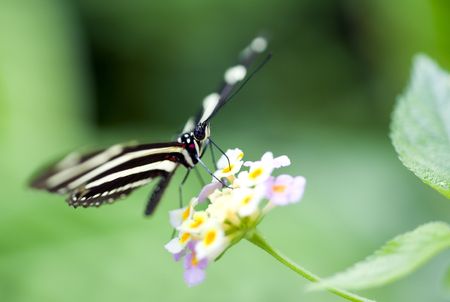 Butterfly feeding on colorful flower.

の写真素材