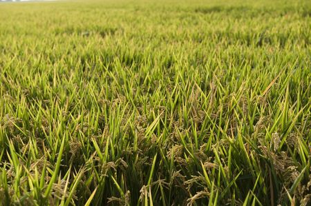 Macro shot of rice field and drops in morning lightの写真素材