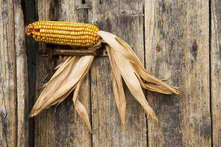 Dried corncob on textured wooden doorの写真素材