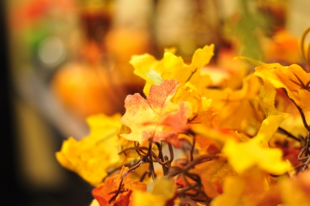 Fall Leavesの写真素材