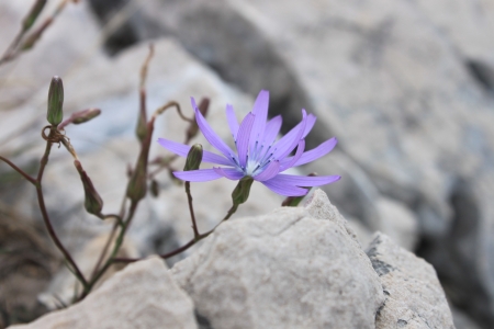 Purple flowers on the rockの写真素材
