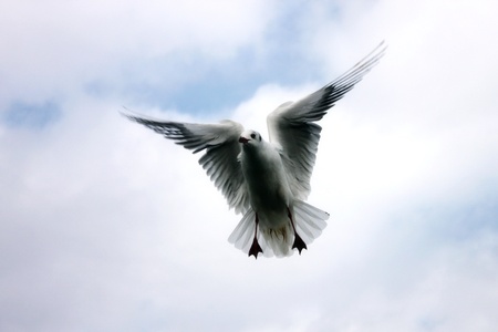 Bird from heaven into skyの写真素材