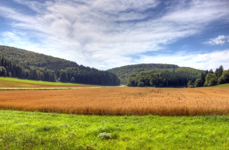 Field, meadow with blue sky and cloudsの写真素材