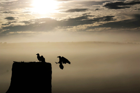 bird is going home in sunsetの写真素材