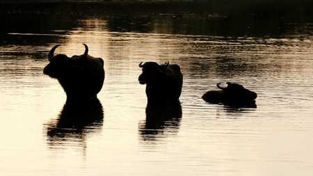 buffalo in Yala national park with sunset