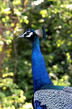 male peacock is looking for femaleの写真素材