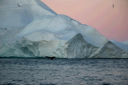 Whale diving in a sunset fjord, in greenland