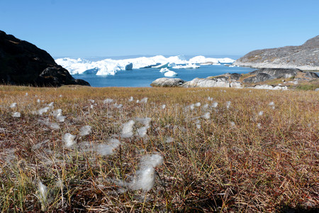 white flower with iceberg in ilulissat, greenland, jakobshavn
