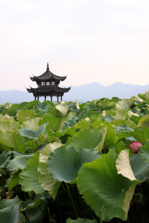 Beihai park scenery with pavilion and lotus in summer in Beijing,China.の写真素材