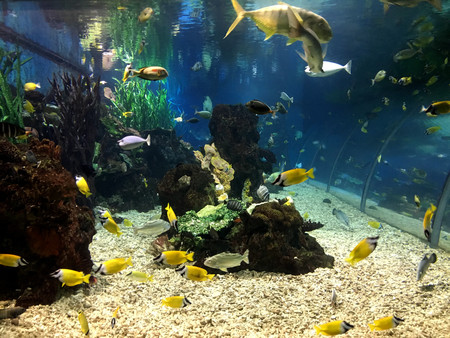 the Underwater tunnel in a large Aquarium.の写真素材
