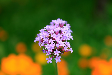 purple flowersの写真素材