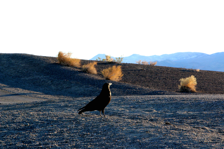 A crow sitting on the ground of death valley, looking at the desert ahead.