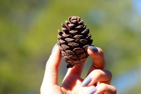 hand holding cedar cone with a Blurred background.の写真素材
