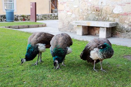 Peacock in the wild on the island of Sri Lanka