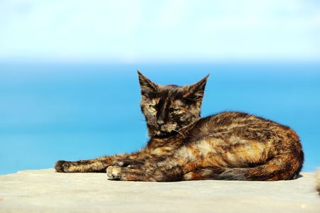 Cat lying on stone wall in Oia town, Santorini, Greece.の写真素材