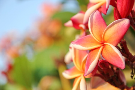 the colorful plumeriaの写真素材
