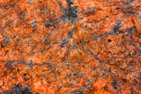 dry orange lichen out doorの写真素材