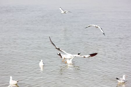 seagulls freedom fly with seagulls on sea backgroundの写真素材