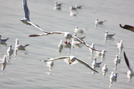 group of sea gull fly over sea.の写真素材