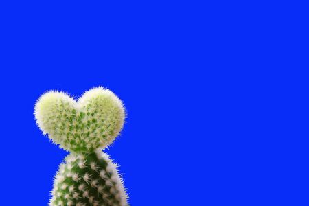 the cactus desert plant in heart shape isolate on blue background.の写真素材