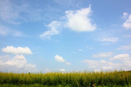 the beautiful sky with white cloud ,の写真素材