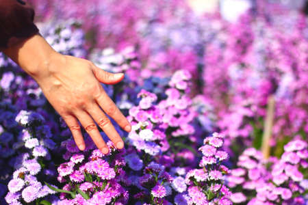 woman hand is touching colorful Aster ericodes,Michaemas Daisy in plantation.eco tourisum.