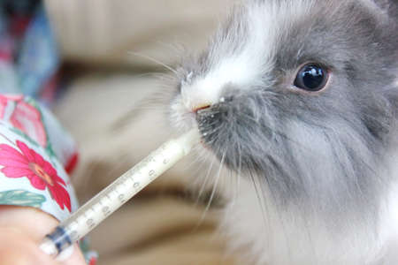 baby cute rabbit eating goat milk from syringe in woman handの写真素材