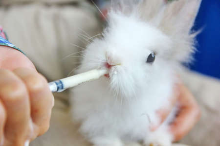 baby cute rabbit eating goat milk from syringe in woman hand