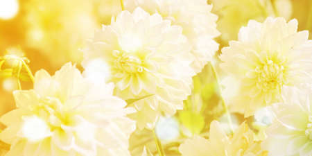 white flowers on yellow backgroundの写真素材