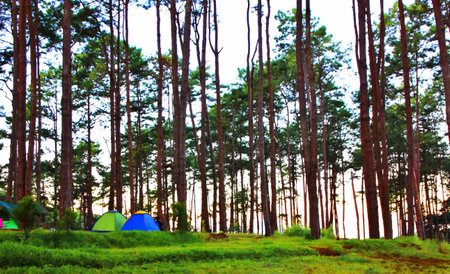 camping tents in pine forestの写真素材