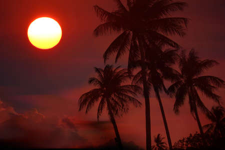 silhouette coconut trees with dramatic skyの写真素材
