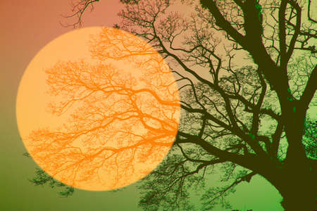 silhouette tree in multi color design and moon abstract nature backgroundの写真素材