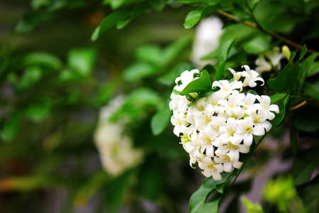 jasmine group of white flower in heart shape in green nature backgroundの写真素材