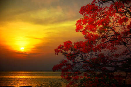 red flower or  peacock's crest with sun set colorful sky abstract seascape nature backgroundの写真素材