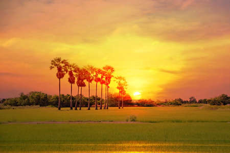 landscape Asian palmyra palm or sugar palm with sun set multi color sky light reflection on field abstract nature backgroundの写真素材