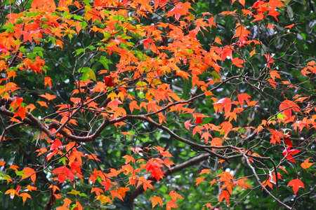 red maple leaves pattern abstract nature background
