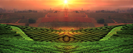 Morning sunrise in a beautiful tea plantation in the high mountains.