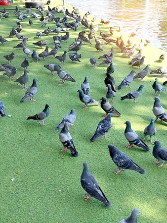 group of multi pigeons on green floor living in cityの写真素材