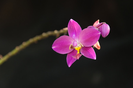 Orchid Blooms on Black Backgroundの写真素材