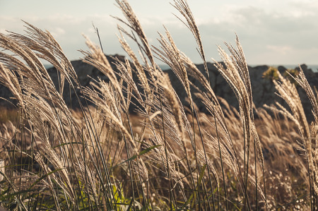Poaceae Grass Flower are Blowing by Wind