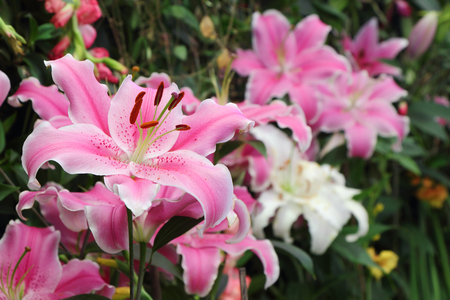 close up of pink lily in the gardenの写真素材