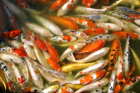many fancy carp in waterの写真素材