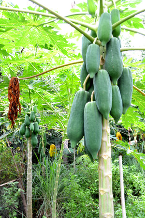 Papaya treeの写真素材