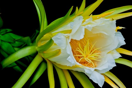 Dragon fruitの写真素材